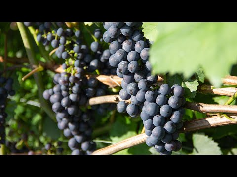 Видео: Самые ранние винные и универсальные сорта на нашем винограднике