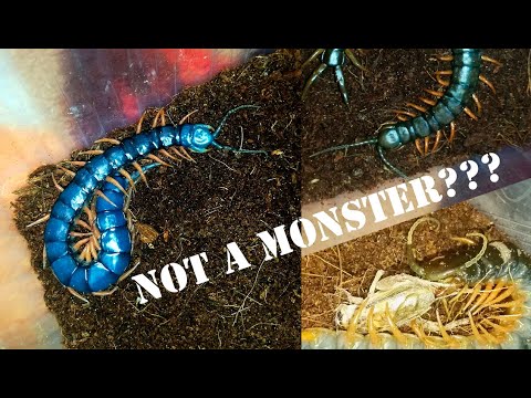 Видео: Содержание кольчатой сколопендры [ИДЕАЛЬНАЯ ПЕРВАЯ СКОЛОПЕНДРА]