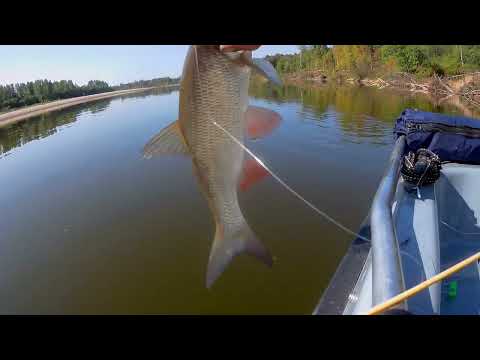 Видео: И снова  рыбалка на Вятке .