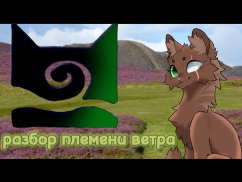 Видео: разбор племени ветра|•| коты-воители