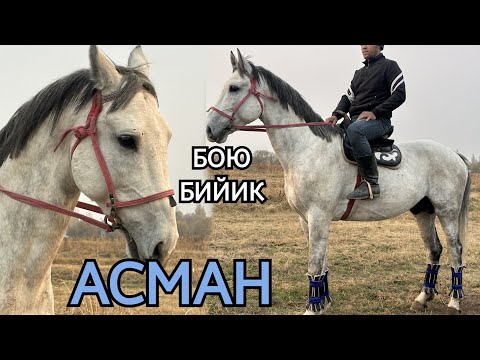 Видео: АСМАН АТТЫ ЧААП КОРУП АЛСЫН