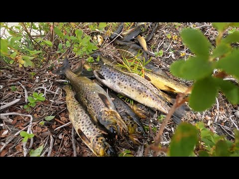 Видео: Северная Карелия. Рыбалка в глуши. Часть третья.