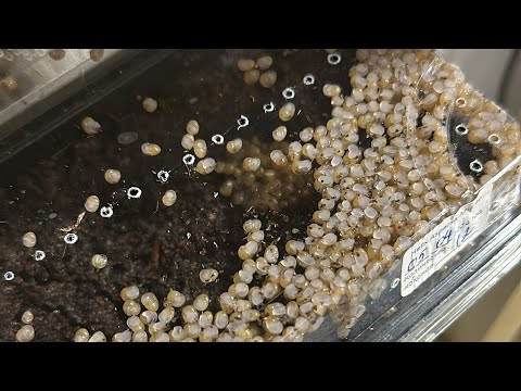 Видео: Высаживаем малька на поле. Сезон 2024. Улиточная ферма в Удмуртии