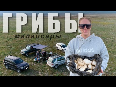 Видео: За грибами!!! На поиски белого степного гриба в Малайсары. S1.Ep2.