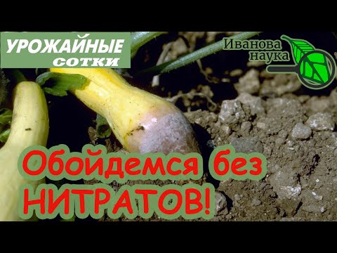Видео: ВНИМАНИЕ! НИТРАТЫ! Как снизить количество нитратов в овощах при выращивании.