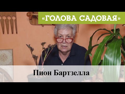 Видео: Голова садовая - Пион Бартзелла