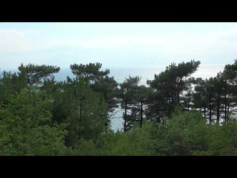 Видео: звуки природы цикады море джанхот вид на черное море ASMR