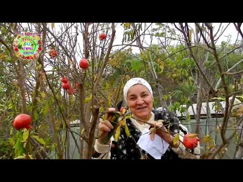 Видео: Наконец-то кардинальная обрезка граната Гюлоша. Формировка граната для плодоношения. Минимум побегов