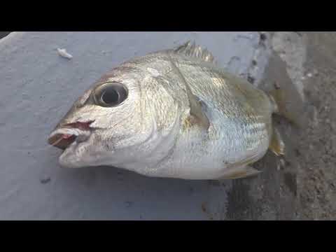 Видео: Рыбалка в порту Сочи: Сарган, морской карась, окунь и ставрида