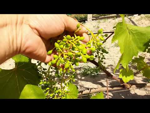 Видео: Подкормка для лучшего опыления винограда.Бор и Цинк.Результат опыления.