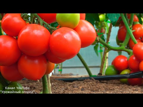 Видео: ОБЗОР САМОГО ЛУЧШЕГО ОГОРОДА В МИРЕ! О ТАКОМ МЕЧТАЮТ ВСЕ!