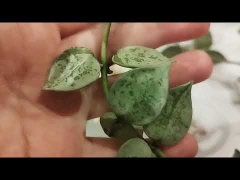 Видео: хойя Лакуноза Блек Лавес и хойя Лакуноза Эскимо