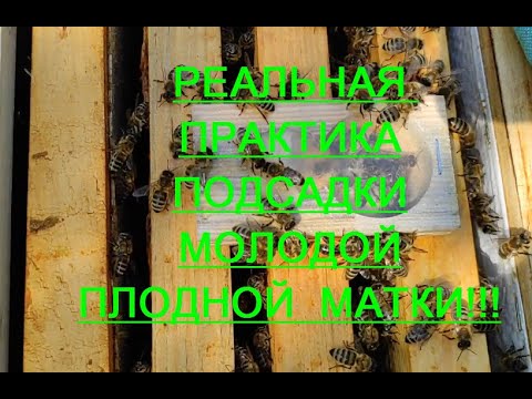Видео: КАК ПОДСАДИТЬ МОЛОДУЮ ПЛОДНУЮ МАТКУ НА 100%!!!  ЧАСТЬ 1.   РЕАЛЬНАЯ ПРАКТИЧЕСКАЯ ВИДЕОИНСТРУКЦИЯ !!!