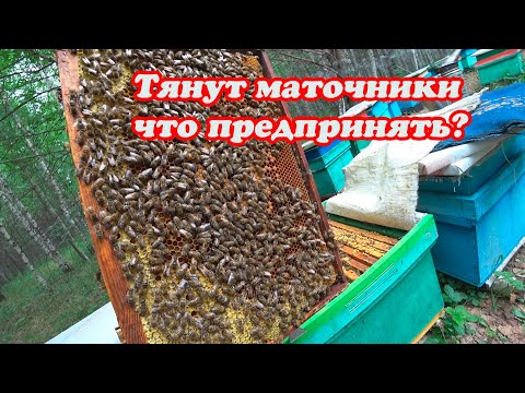 Видео: КОНТРОЛЬ И ПРОВЕРКА ПЧЕЛОСЕМЕЙ НЕ ПРИНЯВШИХ ПЛОДНЫХ МАТОК ПРИ ПОДСАДКЕ, ПЫТАЕМСЯ ИСПРАВИТЬ