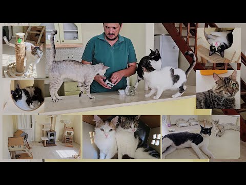 Видео: Человек, который живет жизнью, полной любви, в одном доме с кошками, которых он спас.