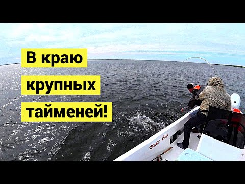Видео: В краю крупного тайменя!