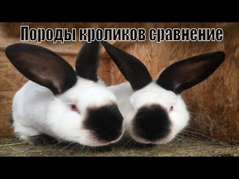 Видео: Породы кроликов сравнение.   Калифорния, полтавское серебро, серый великан.