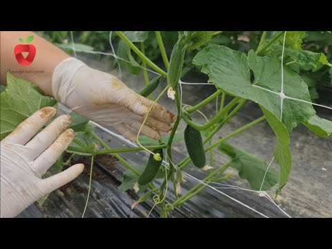 Видео: Выращивайте так огурцы - избегайте болезней и получайте большие урожаи