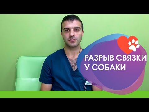 Видео: Разрыв передней крестовидной связки у собак