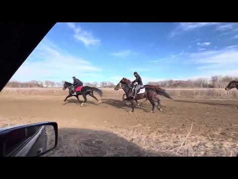Видео: Кубок Кавказа рысаки и иноходцы. Финал 3 этап.