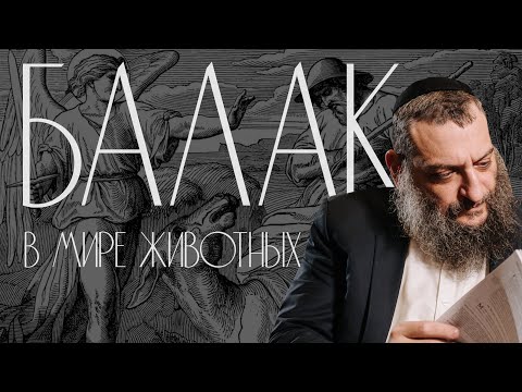 Видео: Двар Тора. Балак: В мире животных