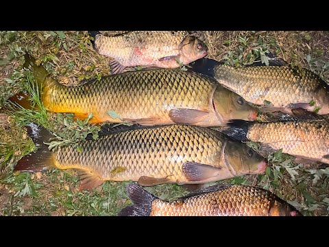 Видео: ЛОВЛЯ САЗАНА ПЕРЕД ЗАПРЕТОМ. РЫБАЛКА НА ВОЛГЕ - МАТУШКЕ. Крупные караси в прилове.