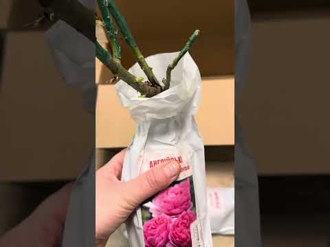 Видео: Троянди з розсадника AYRIS.Нові красуні мого саду-Дарсі Басел і Принцеса Александра))