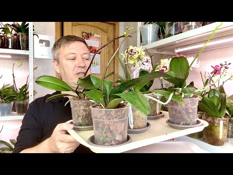 Видео: орхидеи НЕ остановят цветоносы и про полив орхидей ОДНОЙ водой