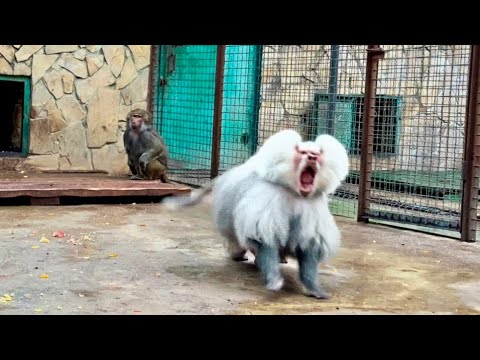 Видео: Елисей в БЕШЕНСТВЕ КИНУЛСЯ на Люську, а я чуть не ПОЛУЧИЛА ИНФАРКТ! 