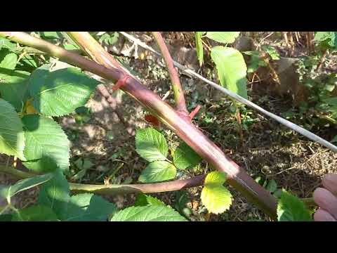 Видео: Ежевика Натчез.Не пересаживайте корневую поросль.Подготовка к зиме.