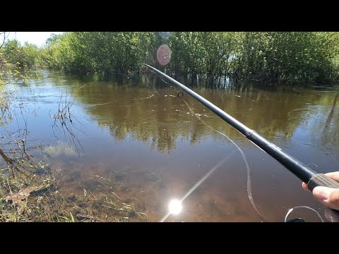 Видео: Рыбалка на реке Битюг. Поплавок.