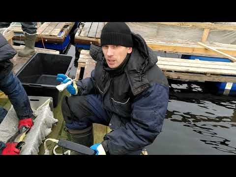 Видео: Как отбирают икряных самок. Узи диагностика. #fish #sturgeon #рыбы