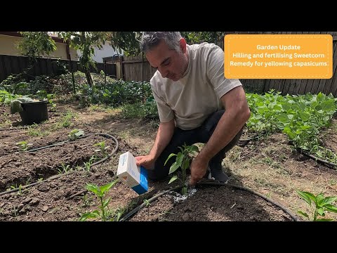 Видео: Лечение низкорослого перца и удобрение сладкой кукурузы