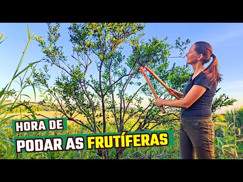 Видео: Как обрезать фруктовые деревья, чтобы получать много урожая🌱