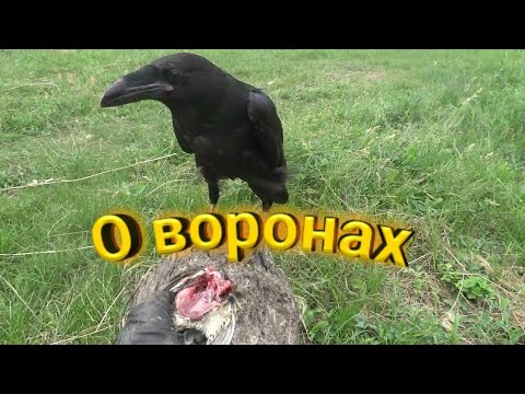 Видео: Содержание ВОРОНА// Воспитание врановой ПТИЦЫ