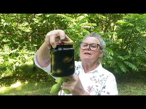 Видео: Маньчжурский орех на даче- « быть или не быть»?🤨17.07.2025г.