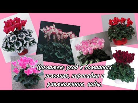 Видео: Цикламен: уход в домашних условиях, пересадка и размножение, виды