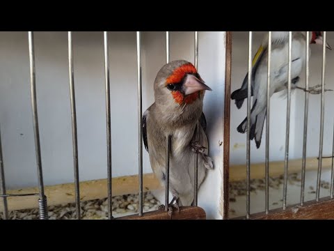 Видео: Ташкентский птичий рынок: Ёввойи қушлар - Дикие птицы 4. 01. 20 Tashkent bird market