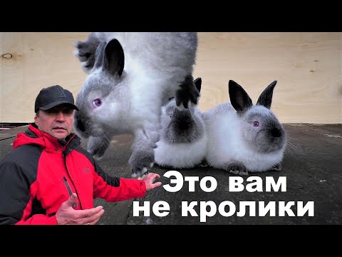 Видео: СЕРЫЕ КРОЛЬЧАТА🐰 ЭТО НЕ КРОЛИКИ🐇 Кролики содержание и разведение