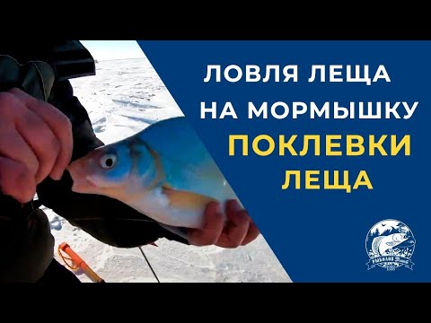 Видео: Ловля Леща на мормышку. Поклевки леща. Fishing for bream on a jig. bream bites on camera