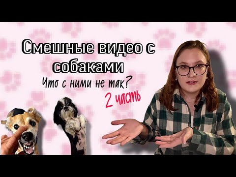 Видео: (Не) смешные видео про собак 2| Разбор кинолога