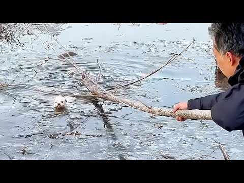 Видео: "Пожалуйста, спаси меня!" -15°, щенок упал в ледяную яму и воет о помощи