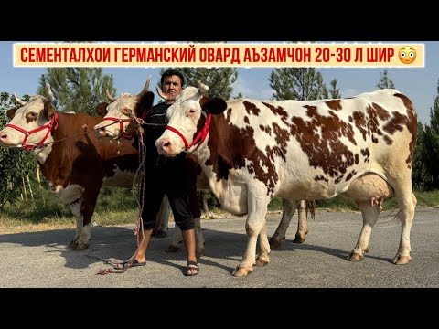 Видео: 20-30л ШИР СЕМЕНТАЛҲОИ ГЕРМАНСКИЙ ОВАРД АЪЗАМҶОН ГИГАНТ 15 сентября 2025 г.