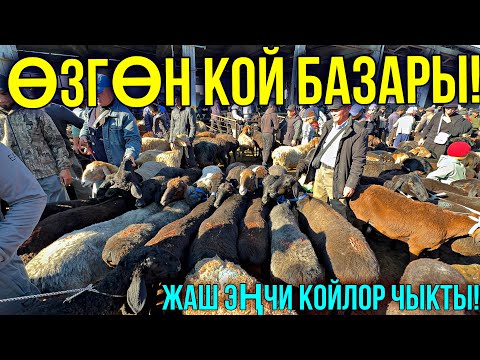 Видео: КОЙЛОР АРЗАНБЫ КЫМБАТБЫ?  🤯 #байтв