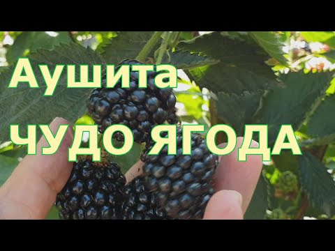 Видео: Аушита - чудо ягода, в этом году сорт приятно удивил
