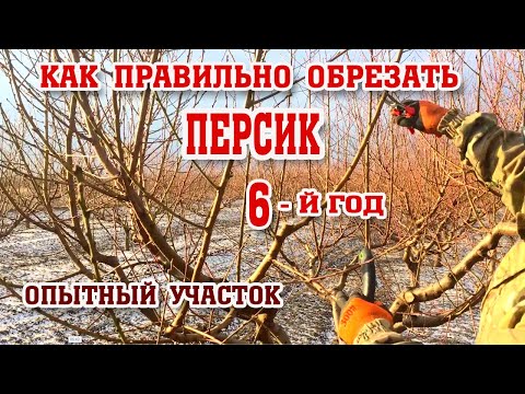 Видео: Правильная ОБРЕЗКА ПЕРСИКА / 6-год после посадки/опытный участок