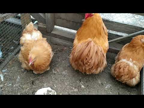 Видео: КУРЫ ПОРОДЫ ОРПИНГТОН, ЦЫПЛЯТАМ МЕСЯЦ