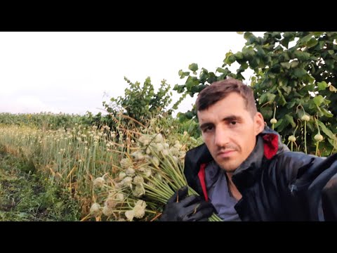 Видео: Як збирати повітряну бульбочку на часнику швидко і легко @VadymMisko