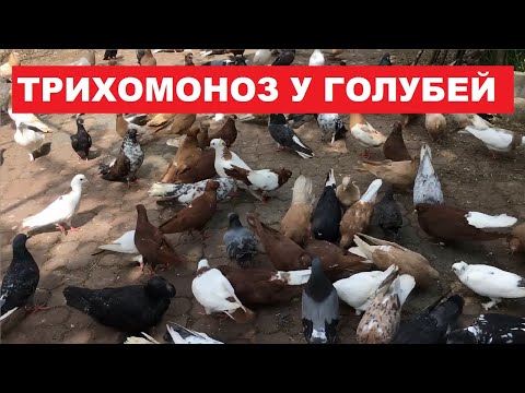 Видео: Как возникает трихомоноз у голубей. Методы лечения трихомоноза.