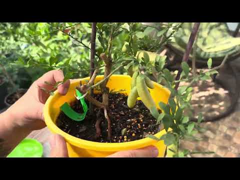 Видео: Щеплення мікроцитруса 🌱🍊🍋